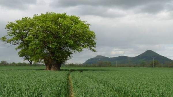 El roble de Buttington El roble de Buttington