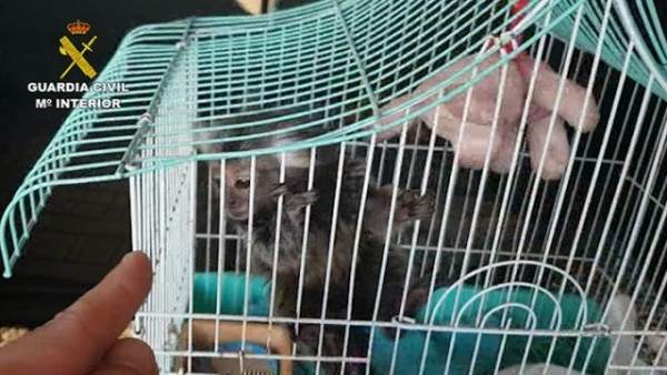 Investigan la venta ilegal de primates sin control sanitario Investigan la venta ilegal de primates sin control sanitario
