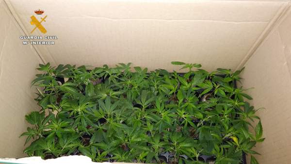 Marihuana intervenida Marihuana intervenida