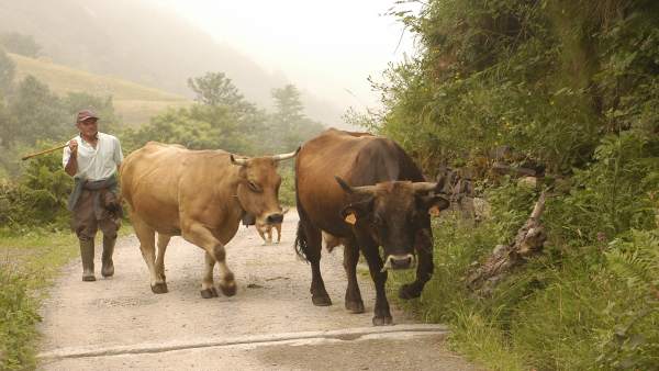 Un Ganadero 'Llenda' Sus Vacas De Raza Autócona. Un Ganadero 'Llenda' Sus Vacas De Raza Autócona.
