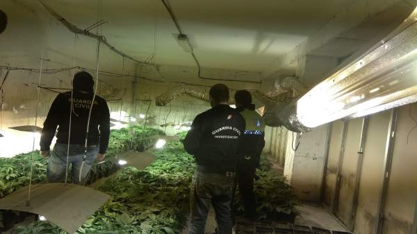 Plantaciones de marihuana descubiertas en la provincia Plantaciones de marihuana descubiertas en la provincia