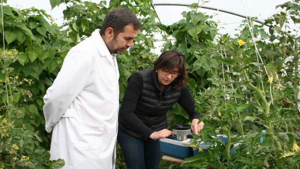 Cultivar Tomates Con Menos Agua De Riego Cultivar Tomates Con Menos Agua De Riego