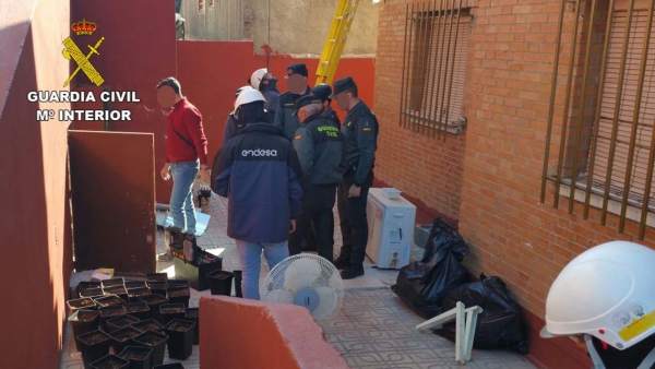 Plantas de marihuana encontradas en un cuarto de contadores del edificio Plantas de marihuana encontradas en un cuarto de contadores del edificio