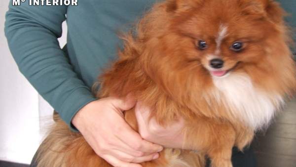Opc Albacete. Breves Prensa (Recuperación De Un Perro De Raza Pomerania Sustraíd Opc Albacete. Breves Prensa (Recuperación De Un Perro De Raza Pomerania Sustraíd