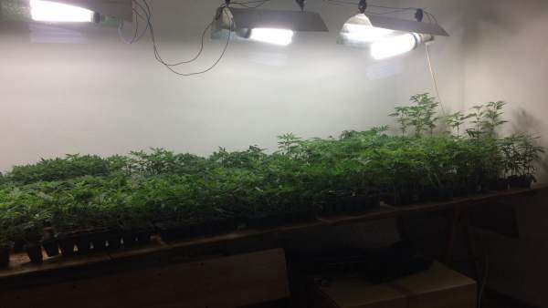 Planta Marihuana Planta Marihuana