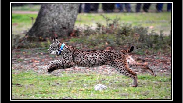Lince Ibérico Lince Ibérico