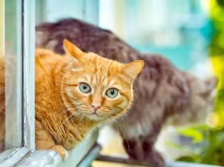 Gatos