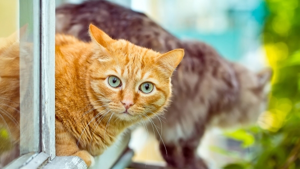Gatos Gatos