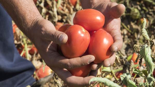 Tomates Tomates