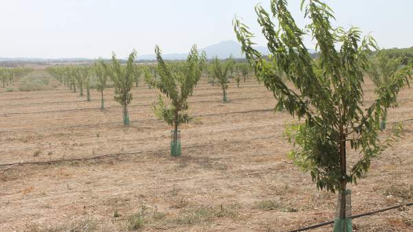 Þárboles plantados en Baleares Þárboles plantados en Baleares