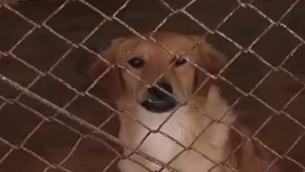 Perro Perro