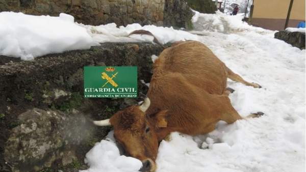 Vaca muerta en Teverga Vaca muerta en Teverga