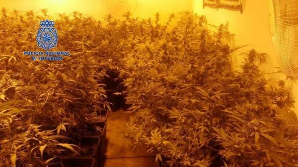 Marihuana en Elda Marihuana en Elda