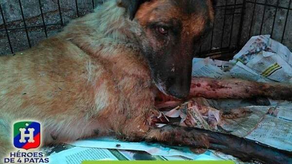 Vespa, una perra que sirvió en Protección Civil busca familia que la adopte Vespa, una perra que sirvió en Protección Civil busca familia que la adopte