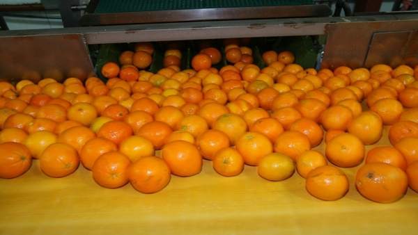 Naranjas de la Comunitat Valenciana Naranjas de la Comunitat Valenciana