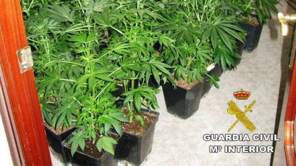PLANTACIÓN DE MARIHUANA PLANTACIÓN DE MARIHUANA
