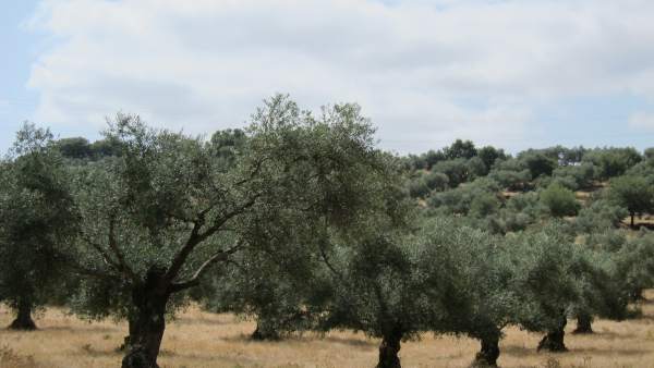 Olivos Olivos