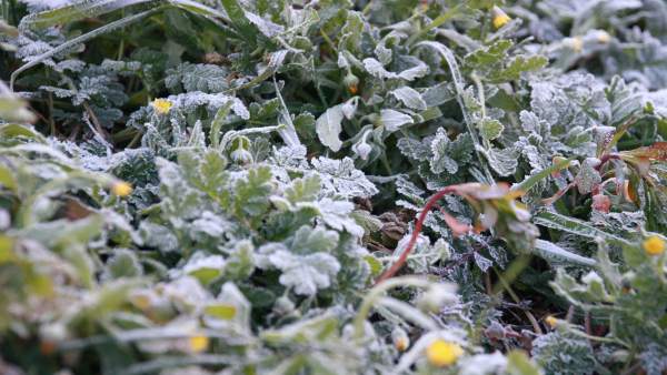 Escarcha, Helada, hielo, frio, temperaturas, temporal, nieve, Flores, Plantas Escarcha, Helada, hielo, frio, temperaturas, temporal, nieve, Flores, Plantas