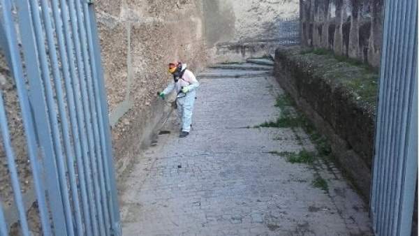 Trabajos de limpieza en la muralla de la Macarena Trabajos de limpieza en la muralla de la Macarena