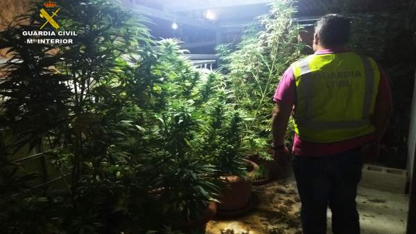 Un agente de la Guardia Civil tras una operación de intervención de marihuana Un agente de la Guardia Civil tras una operación de intervención de marihuana
