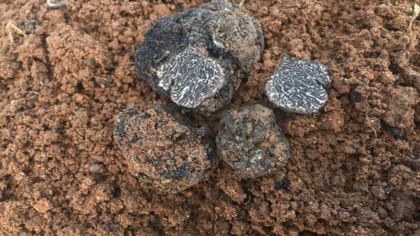 Trufas negras en Zamora Trufas negras en Zamora