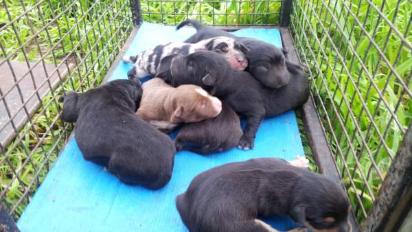 Cachorros rescatados en la basura Cachorros rescatados en la basura