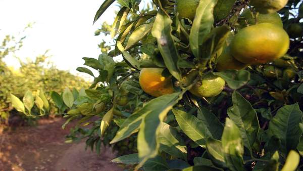 CAMPOS DE NARANJAS CAMPOS DE NARANJAS