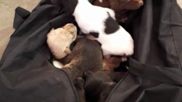 Cachorros encontrados en un contenedor de Islantilla, en Huelva. Cachorros encontrados en un contenedor de Islantilla, en Huelva.
