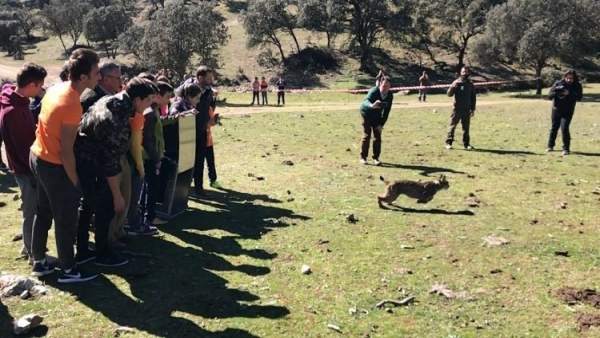 Suelta del lince ibérico Obulco en la zona de reintroducción de Guarrizas. Suelta del lince ibérico Obulco en la zona de reintroducción de Guarrizas.