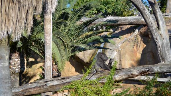 Bioparc celebra el seu 10é aniversari amb espectacles i sorpreses Bioparc celebra el seu 10é aniversari amb espectacles i sorpreses