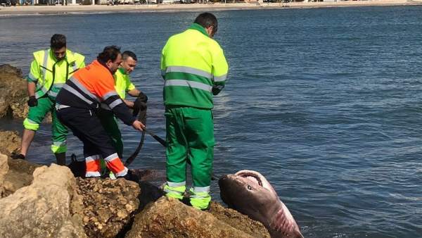 Tiburón muerto en Santa Pola Tiburón muerto en Santa Pola