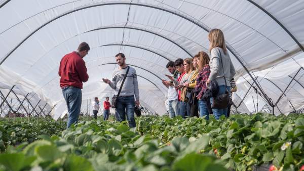 Periodistas nacionales conocen la producción de la fresa en Huelva. Periodistas nacionales conocen la producción de la fresa en Huelva.