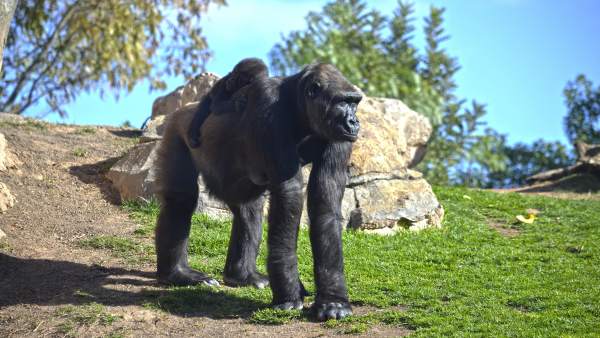 Bioparc celebra aquest cap de setmana el seu desé aniversari amb espectacles i sorpreses per a visitants i animals Bioparc celebra aquest cap de setmana el seu desé aniversari amb espectacles i sorpreses per a visitants i animals