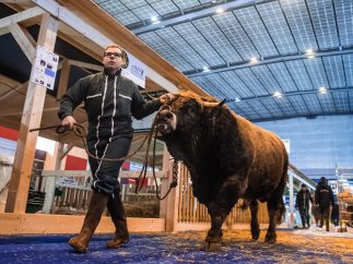 Vaca de exposición