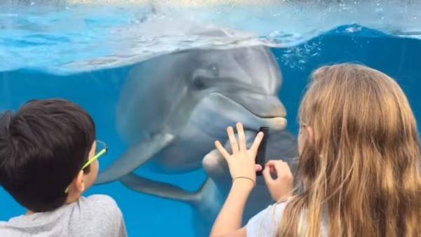 Un peine, lo único que necesitó esta niña para llamar la atención de los delfines Un peine, lo único que necesitó esta niña para llamar la atención de los delfines