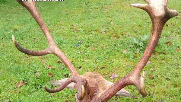 Cabeza venado Cabeza venado