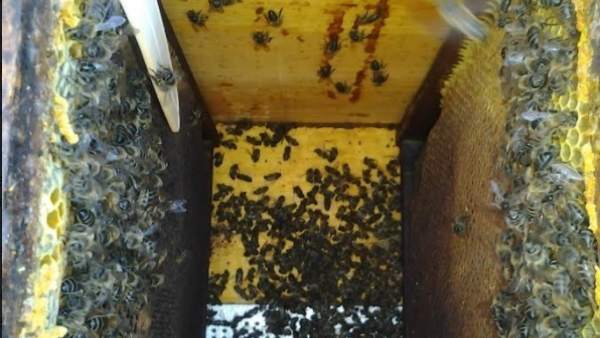 Abejas Abejas