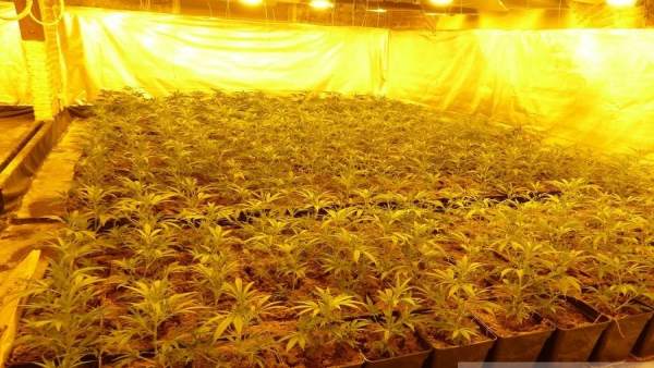 Plantación de marihuana en Castelló de Empúries Plantación de marihuana en Castelló de Empúries
