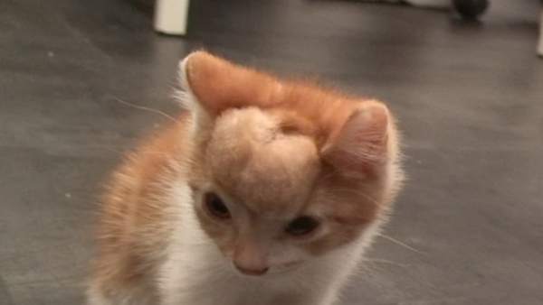 El gato operado El gato operado