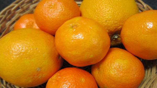 Naranjas, mandarinas, cítricos Naranjas, mandarinas, cítricos