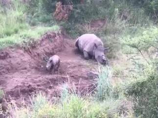 Un rinoceronte bebé trata de amamantarse de su madre muerta