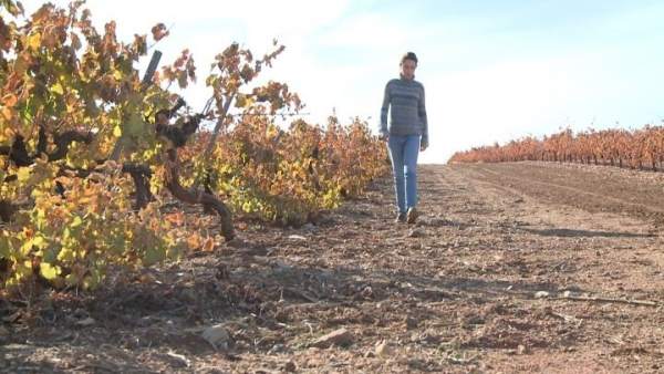 Campo extremeño afectado por la sequía Campo extremeño afectado por la sequía