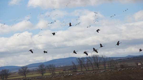 Grullas en Gallocanta Grullas en Gallocanta