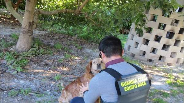 El perro en la finca donde el detenido trató de robar El perro en la finca donde el detenido trató de robar