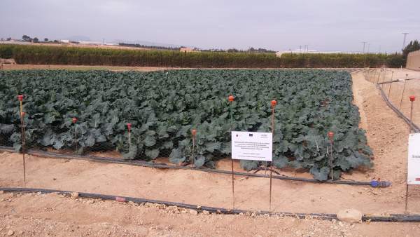 El ozono puede prevenir enfermedades en el brócoli El ozono puede prevenir enfermedades en el brócoli
