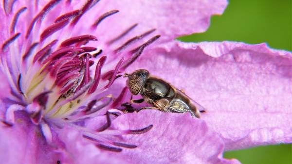 Investigan pesticidas en el polen y néctar Investigan pesticidas en el polen y néctar