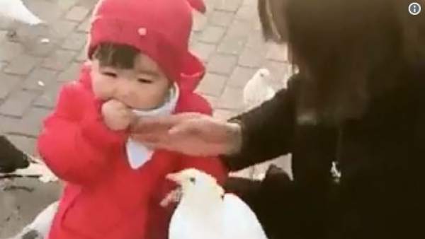 El famoso video de la niña y la paloma El famoso video de la niña y la paloma