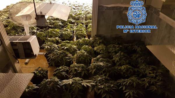 Algunas de las plantas decomisadas Algunas de las plantas decomisadas