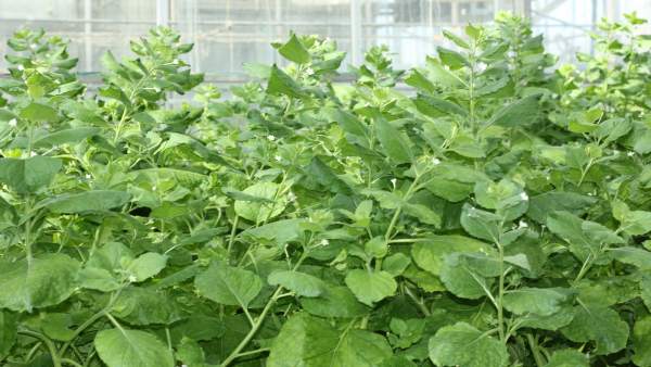 Un proyecto europeo desarrollará variedades de tabaco beneficiosas para la salud Un proyecto europeo desarrollará variedades de tabaco beneficiosas para la salud