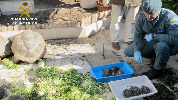 Ejemplares del criadero ilegal de tortugas Ejemplares del criadero ilegal de tortugas